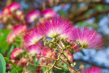 25 MIMOSA / Persian SILK TREE Albizia Julibrissin Seeds